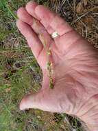 Image of Rusby's milkvetch