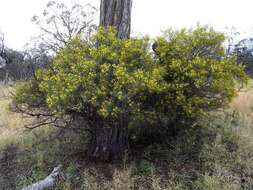 صورة <i>Senna artemisioides</i> subsp. <i>petiolaris</i>