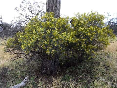 Image of <i>Senna artemisioides</i> subsp. <i>petiolaris</i>