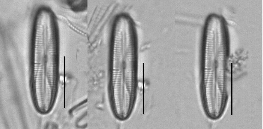Image of Caloneis bacillum (Grunow) Cleve 1894