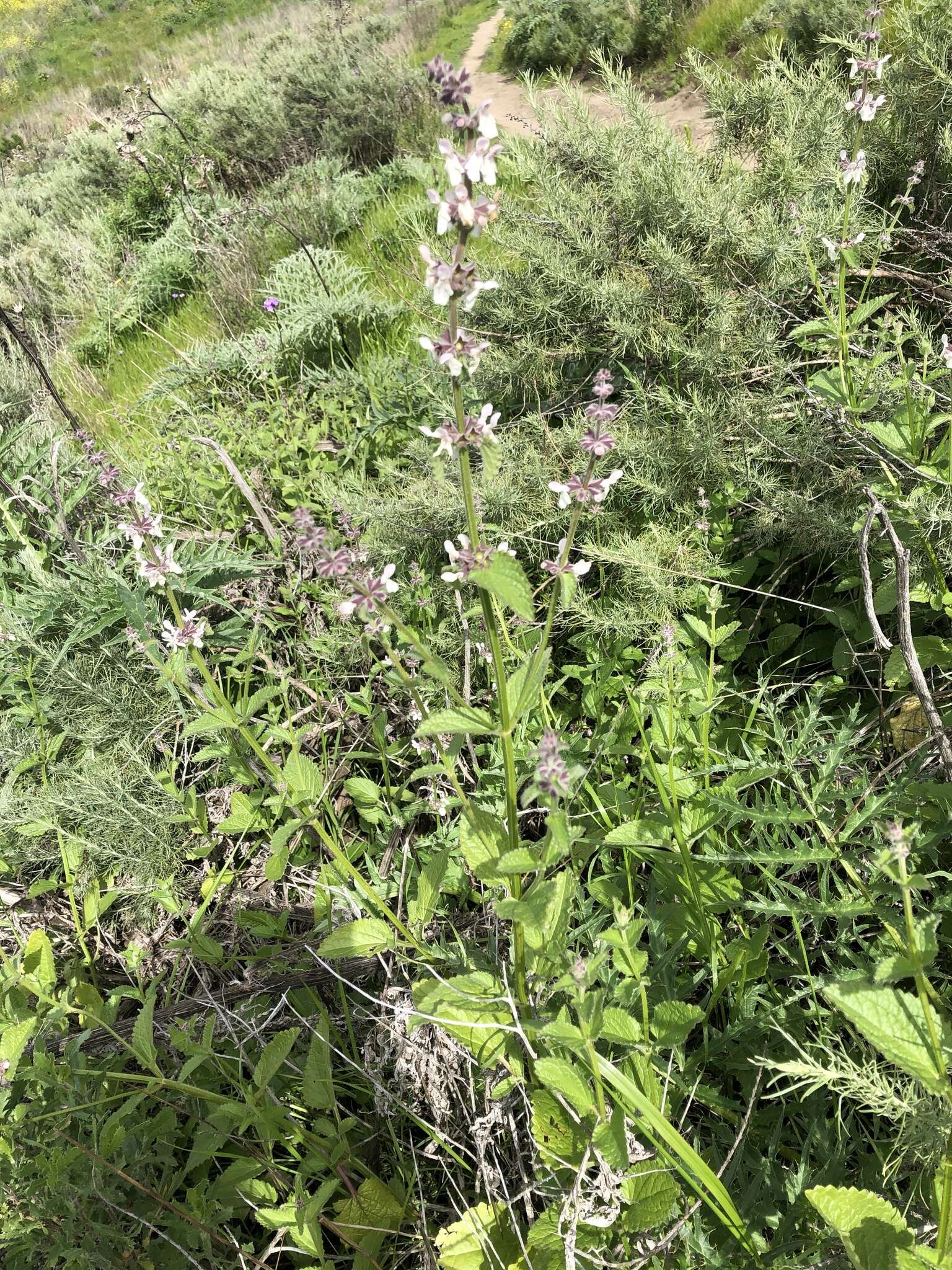 Слика од Stachys rigida subsp. quercetorum (A. Heller) Epling