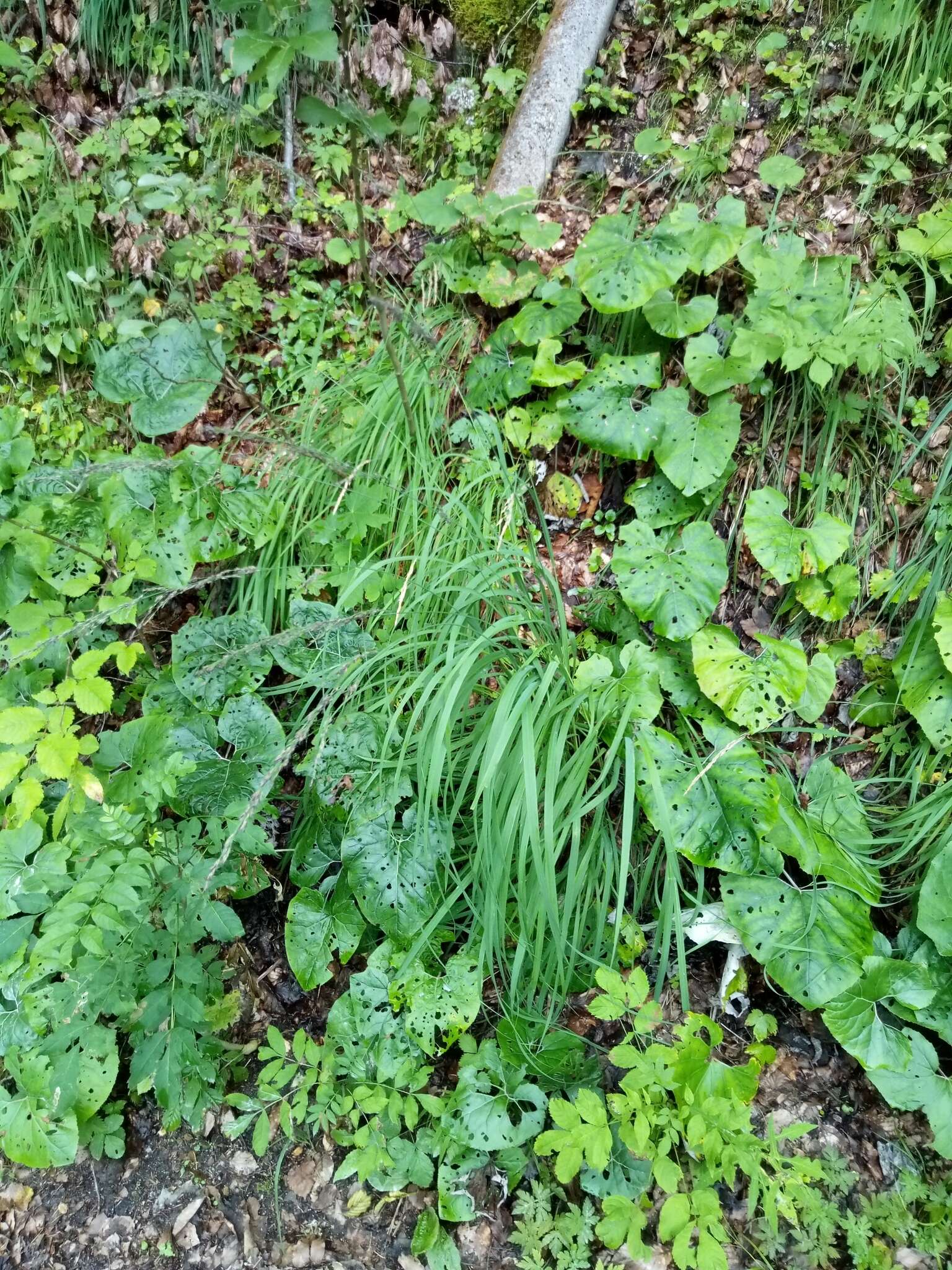 Image of Molinia caerulea subsp. caerulea