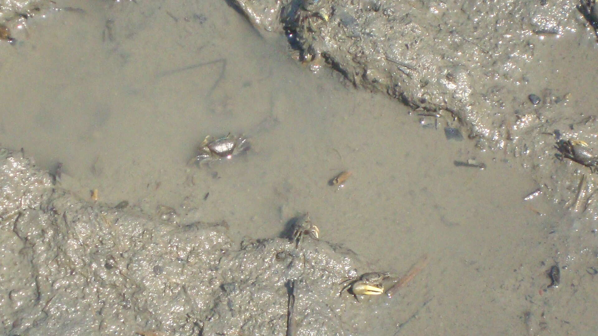 Image of Atlantic Marsh Fiddler Crab