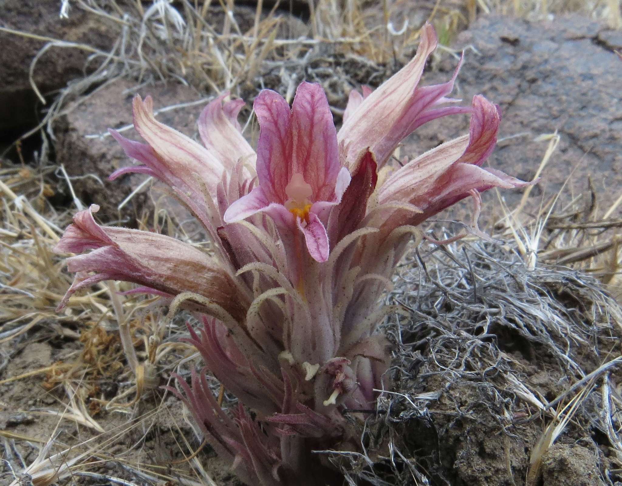 Image of Aphyllon corymbosum (Rydb.) A. C. Schneid.