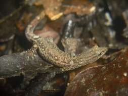 Image of Spotted Least Gecko