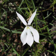 Image of Lithotoma anethifolia (Summerh.) E. B. Knox