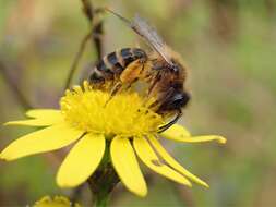 Image of Andrena flavipes Panzer 1799