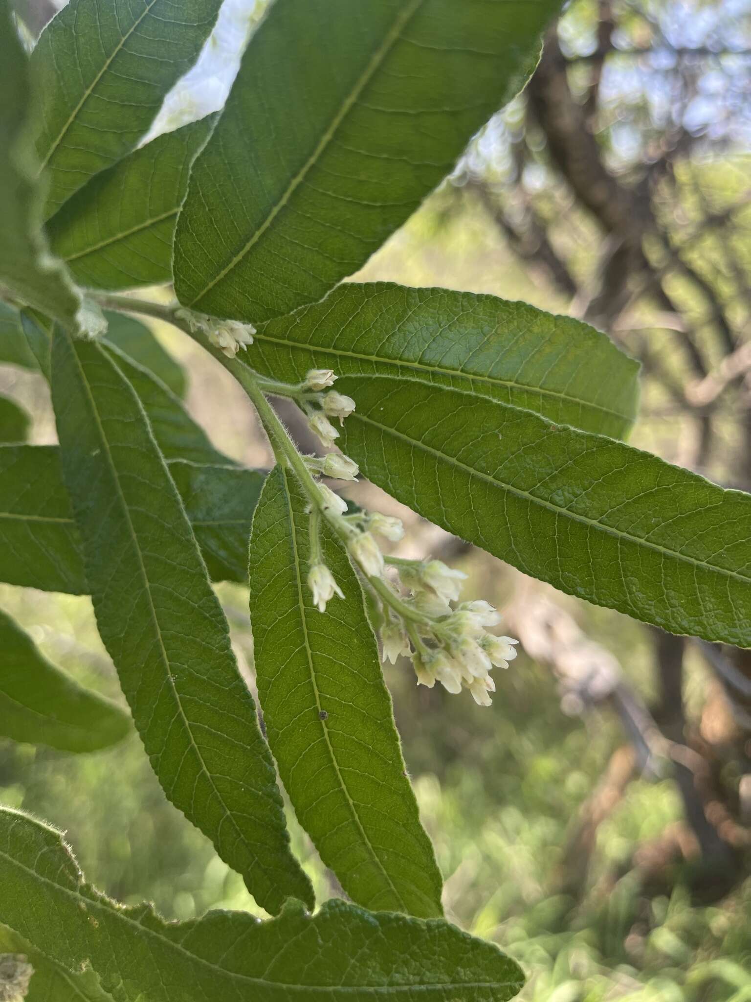 Image of Ozoroa sphaerocarpa R. & A. Fernandes