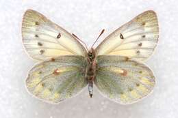 Image of Colias stoliczkana Moore 1878