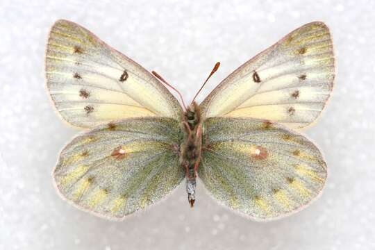 Image of Colias stoliczkana Moore 1878