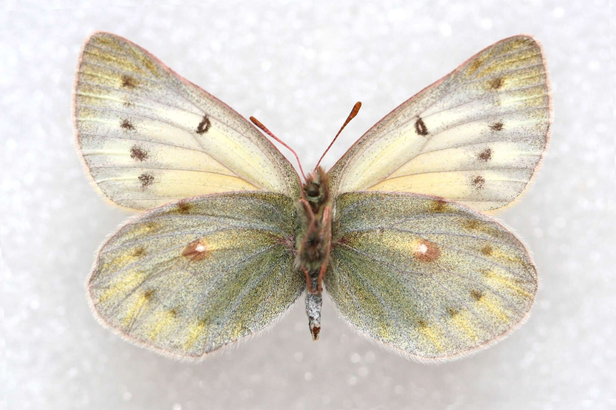 Image of Colias stoliczkana Moore 1878