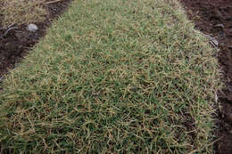 Image de Agrostis muscosa Kirk