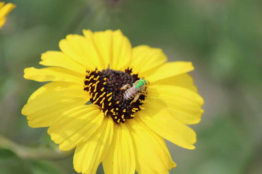 Image of Honey-bellied Agapostemon