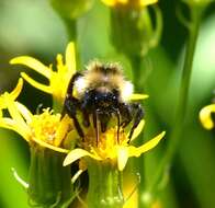 Image de Bombus insularis (Smith 1861)