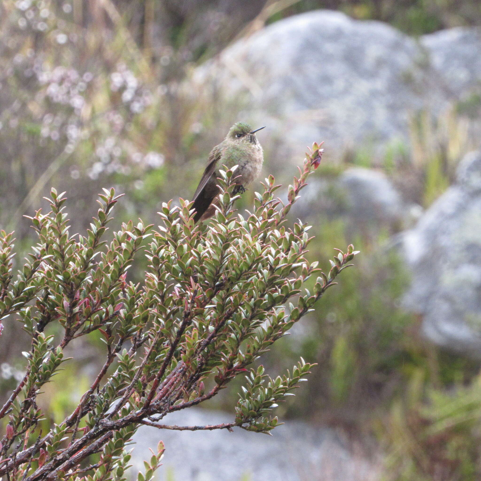 Chalcostigma heteropogon (Boissonneau 1840) resmi