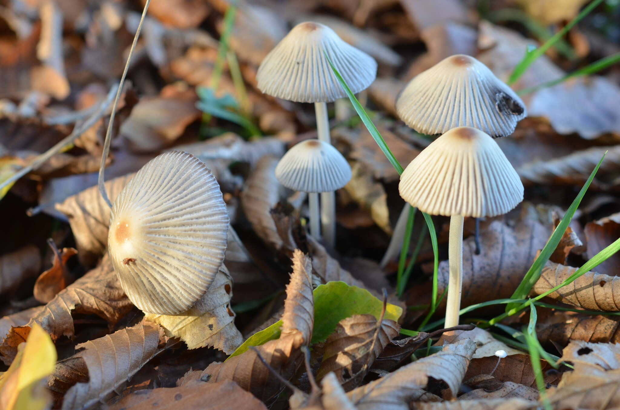 Coprinellus impatiens (Fr.) J. E. Lange 1938 resmi