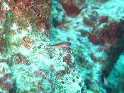 Image of Aron's Blenny