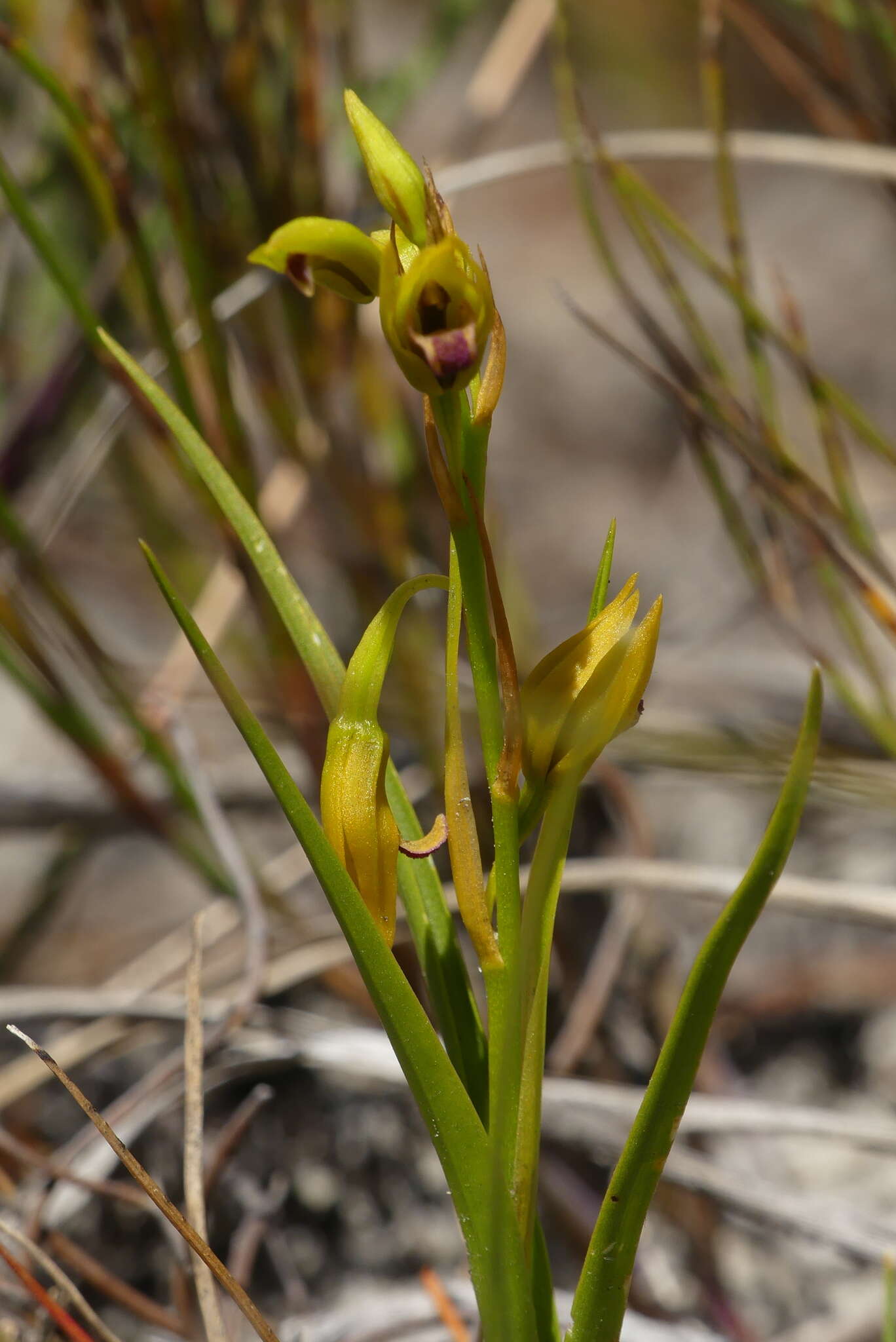Image of Acrolophia ustulata (Bolus) Schltr. & Bolus