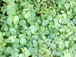 Image of eastern poison ivy