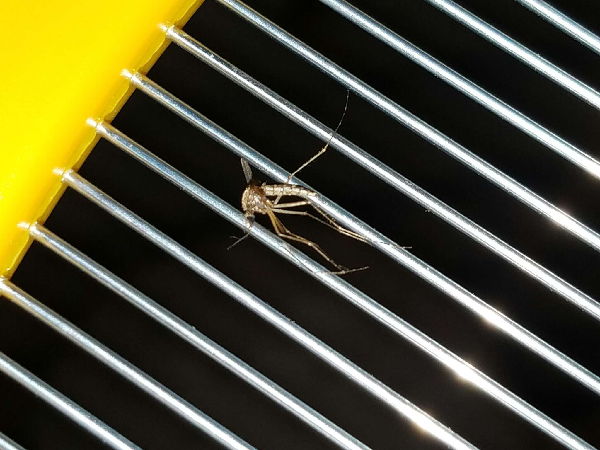 Image of Floodwater Mosquito