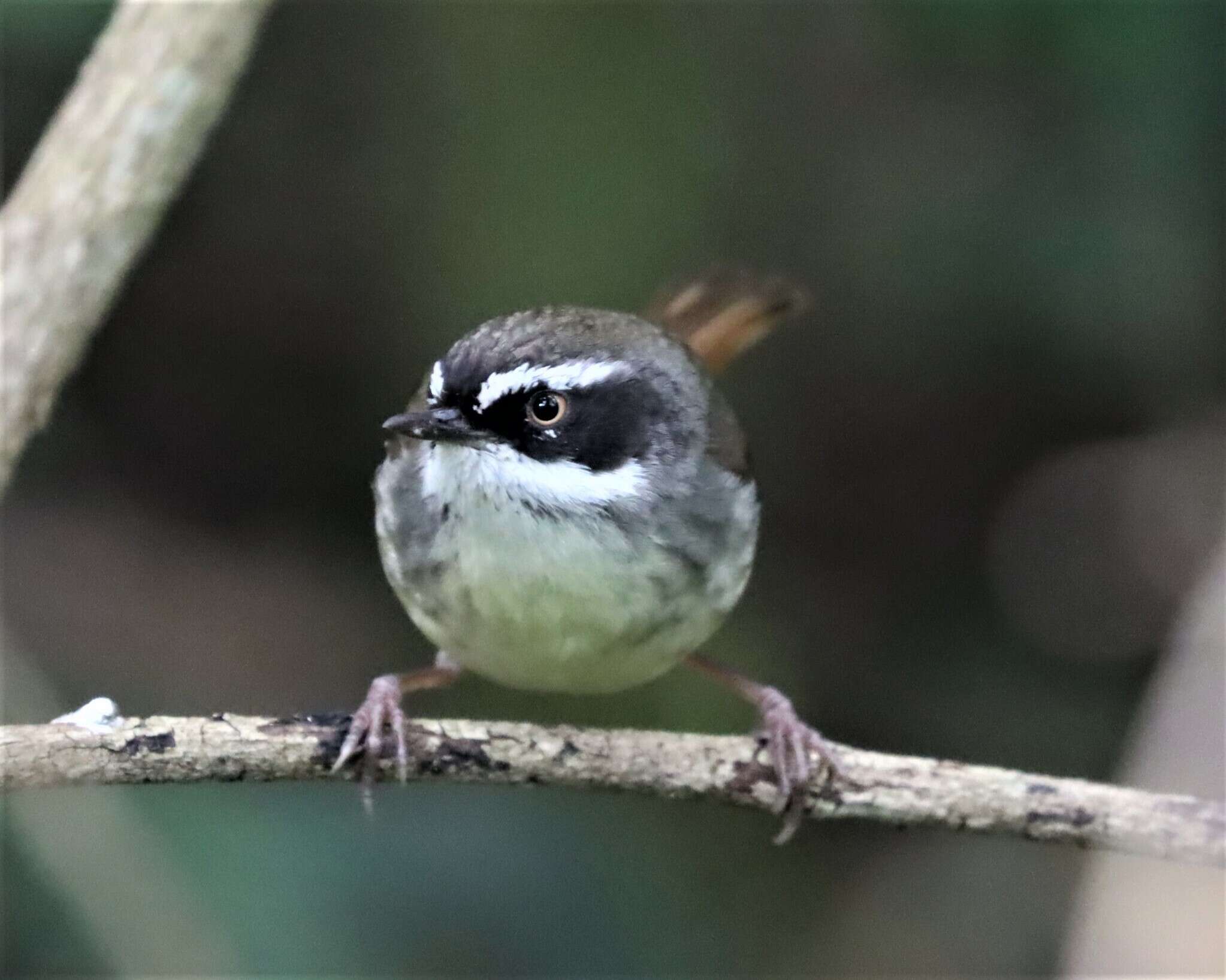 Sivun Sericornis frontalis frontalis (Vigors & Horsfield 1827) kuva