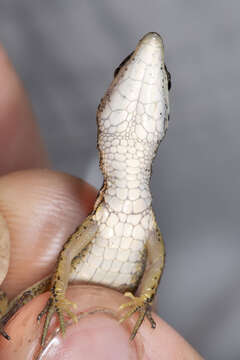 Image of White-Striped Eyed Lizard