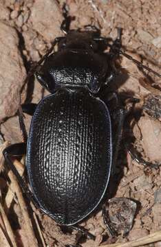 Image of Carabus (Mesocarabus) dufourii Dejean 1829