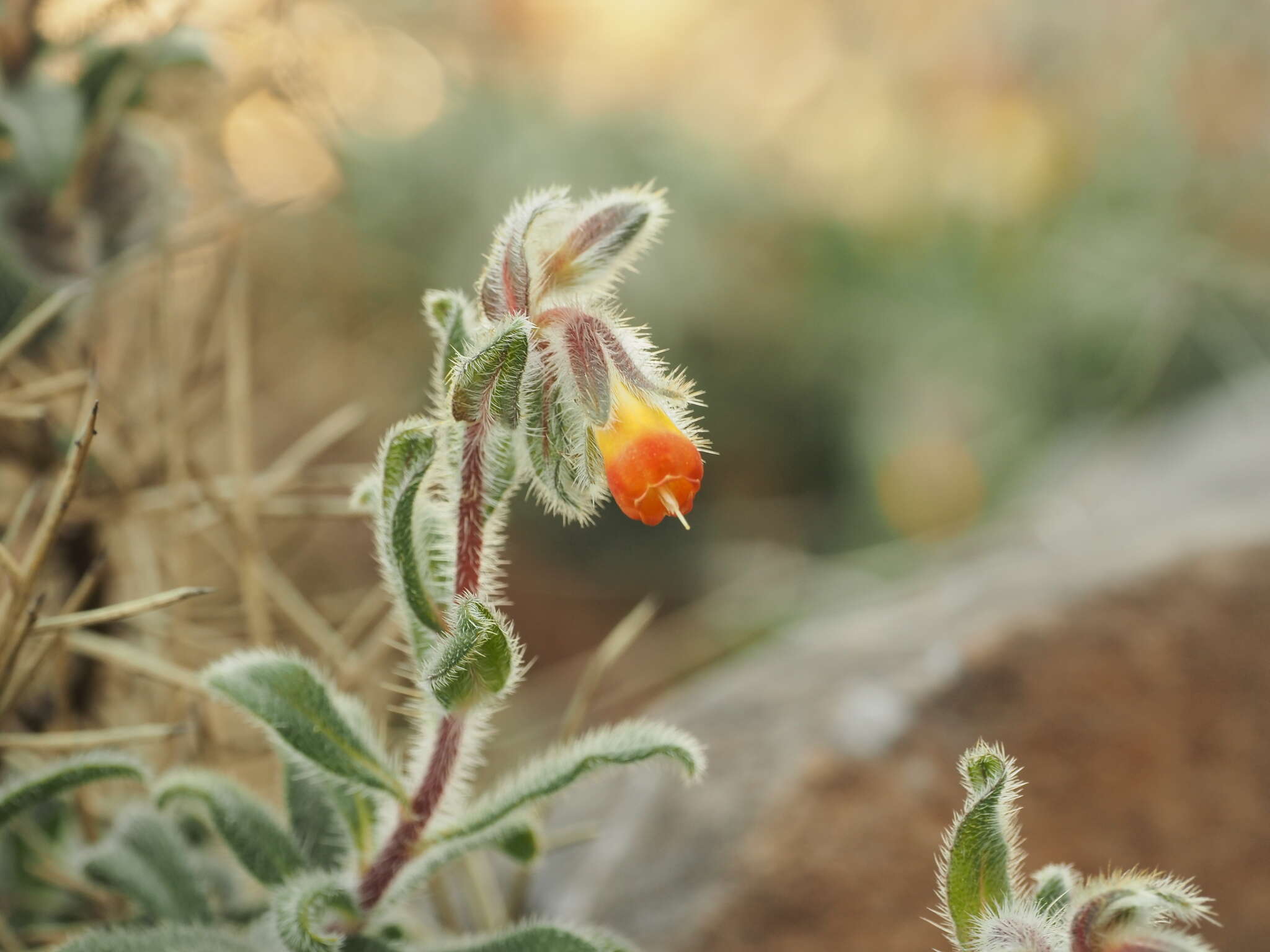 Imagem de Onosma frutescens Lam.