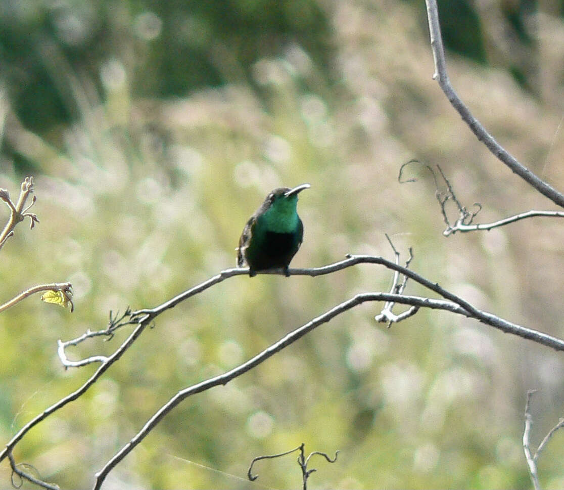 Image of Green-throated Mango