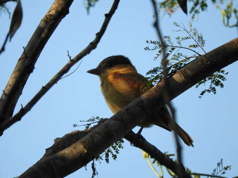 Pachyramphus aglaiae (Lafresnaye 1839) resmi