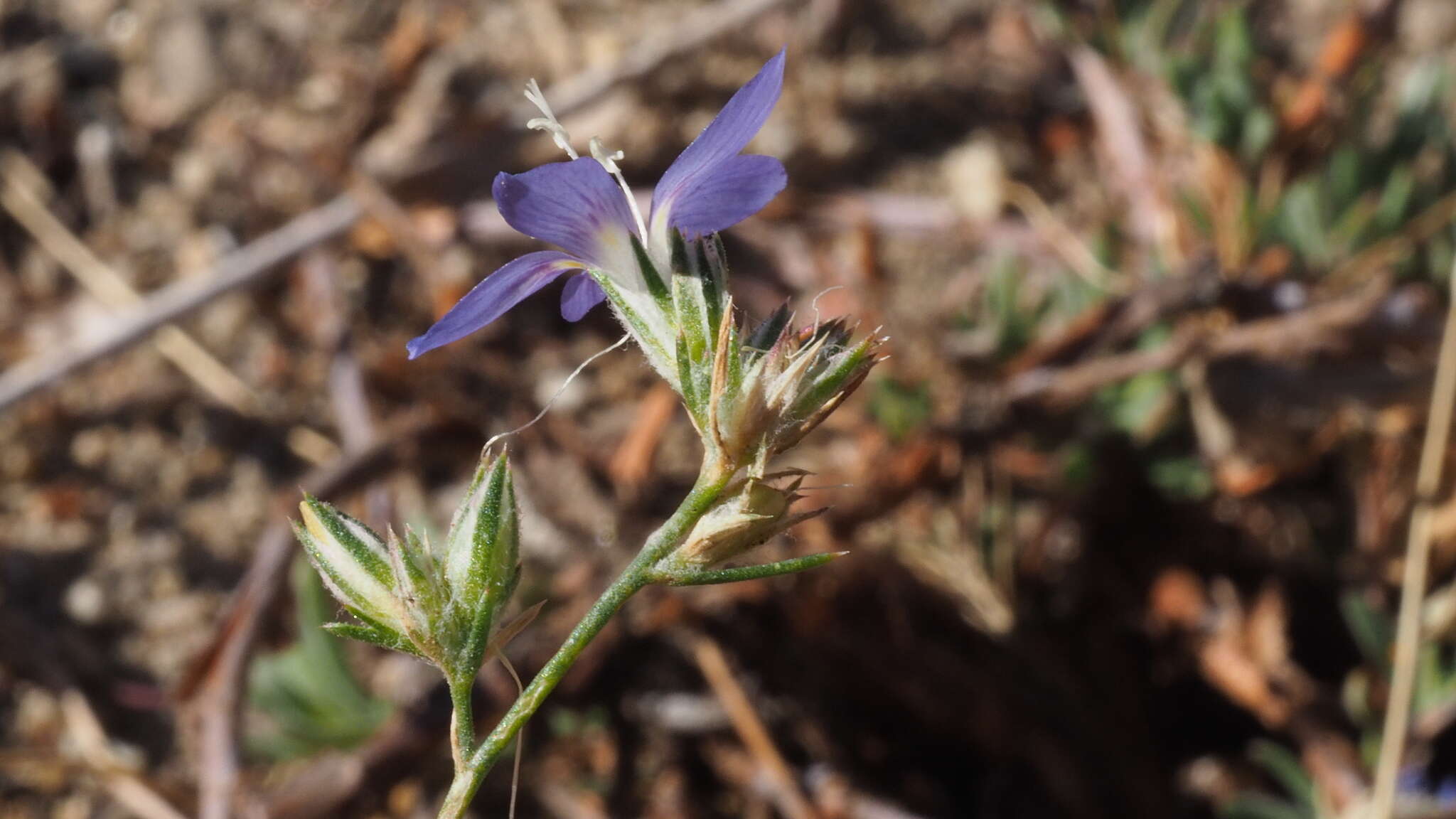 Image of sapphire woollystar