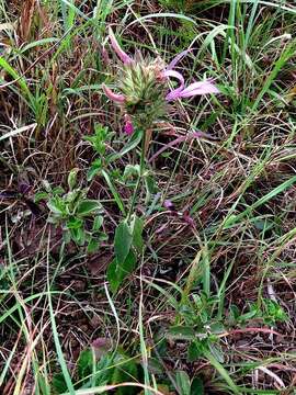 Image of Dicliptera clinopodia Nees