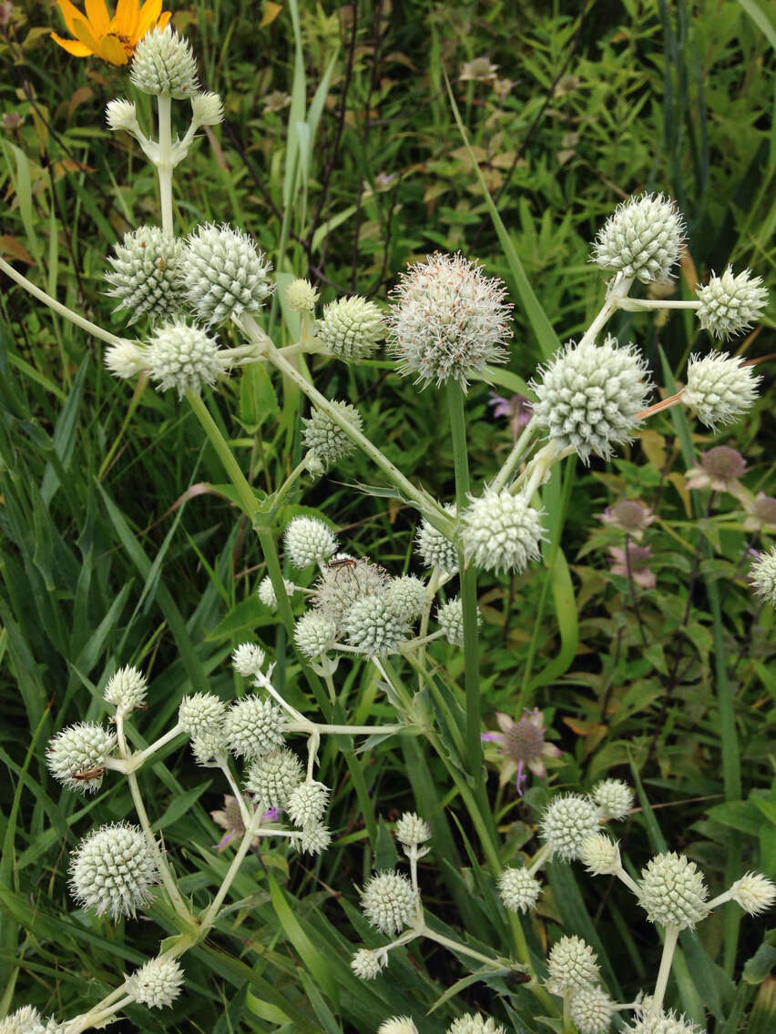 Imagem de Eryngium yuccifolium Michx.