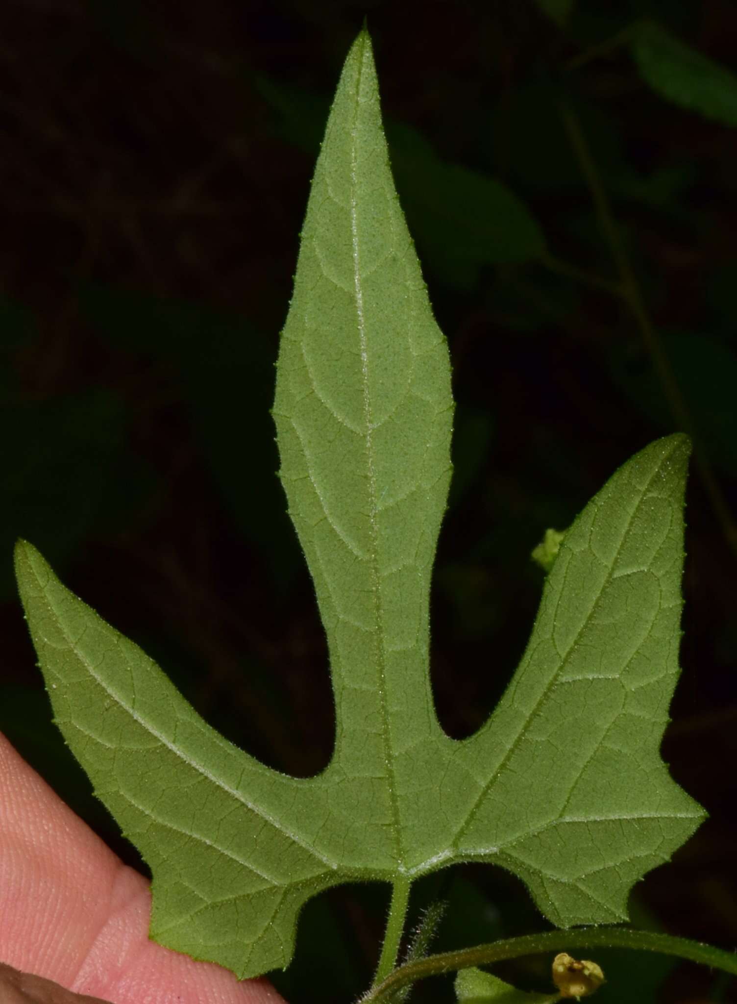 Image of Sechiopsis tetraptera J. V. A. Dieterle