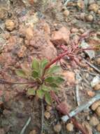 Image of Stylidium acuminatum (Carlquist) Wege