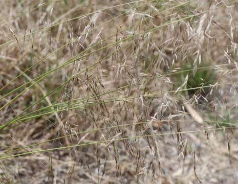 Image of Austrostipa blackii (C. E. Hubb.) S. W. L. Jacobs & J. Everett