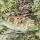 Image of Tuskfish