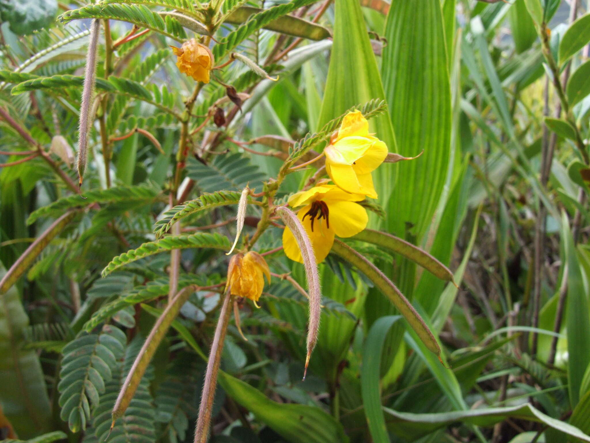 Sivun Chamaecrista glandulosa (L.) Greene kuva