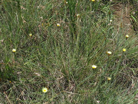 Image of Monkey-tail everlasting