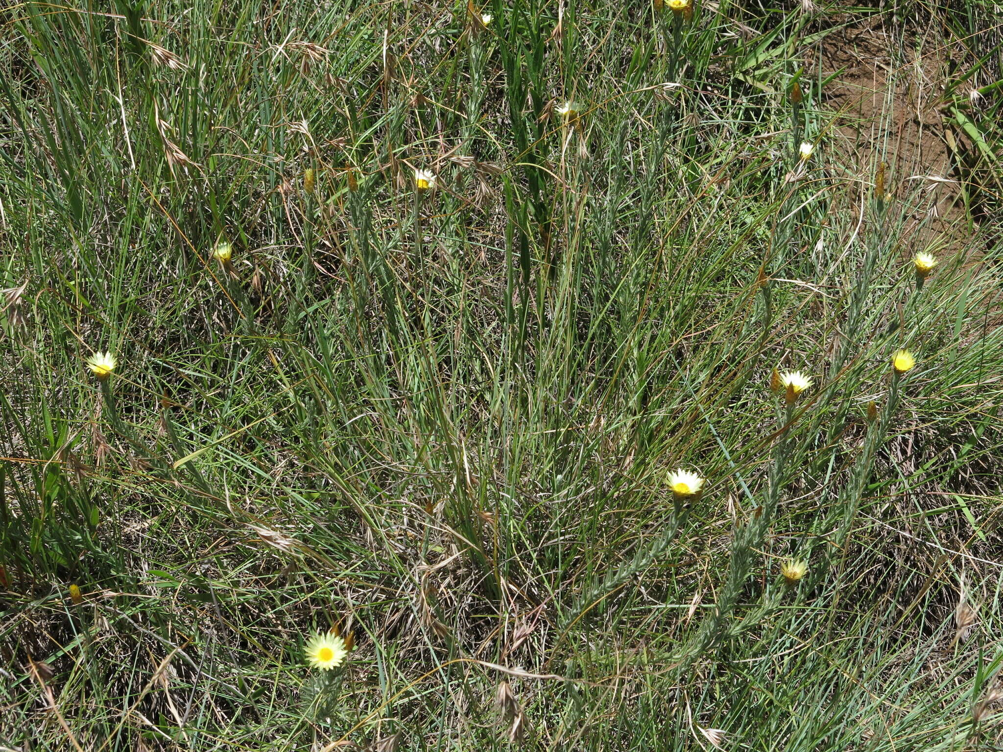 Image of Monkey-tail everlasting