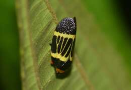 Image of Sphenorhina clarivenosa (Jacobi 1908)