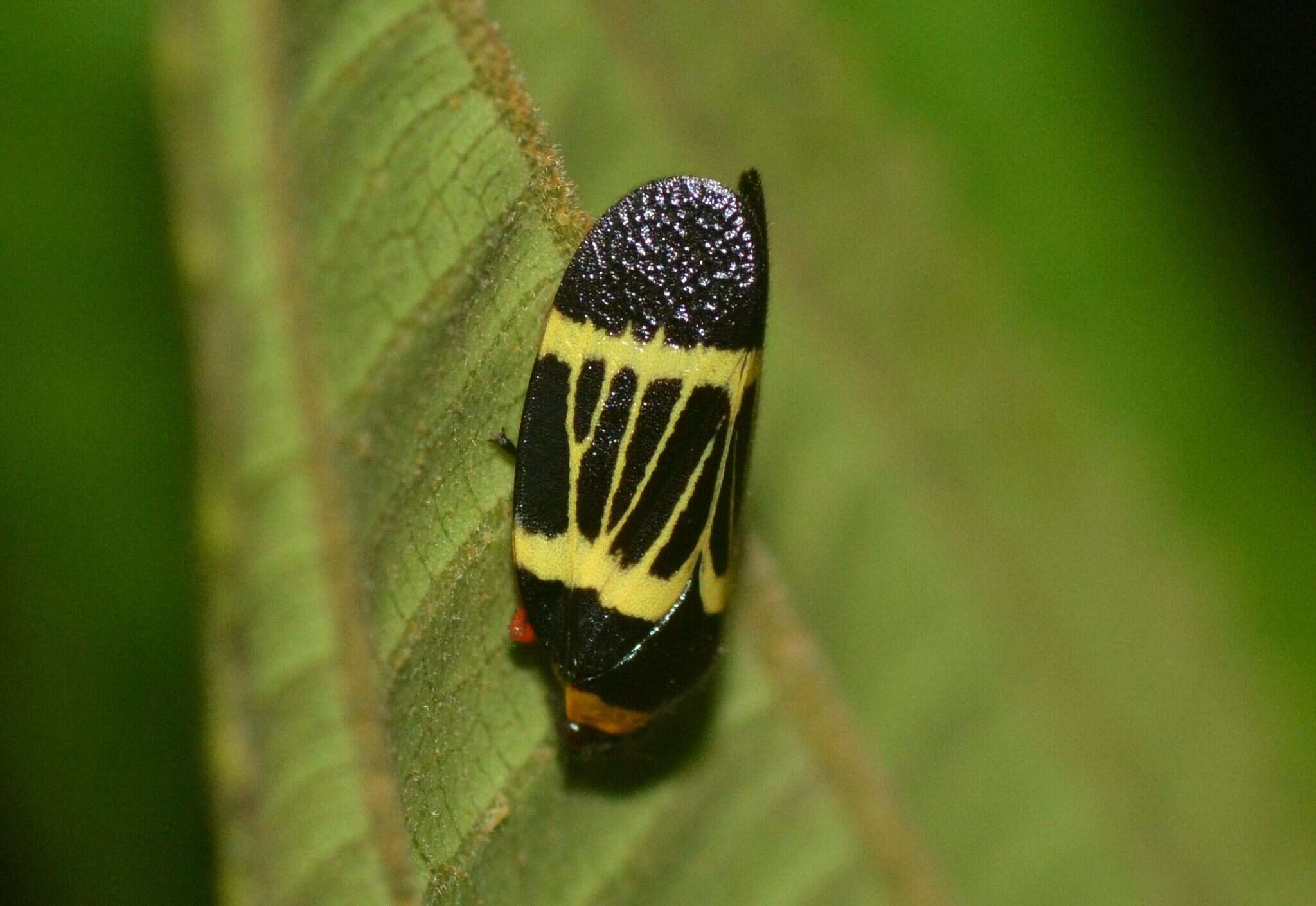 Imagem de Sphenorhina clarivenosa (Jacobi 1908)