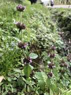 Image of Clinopodium chinense (Benth.) Kuntze