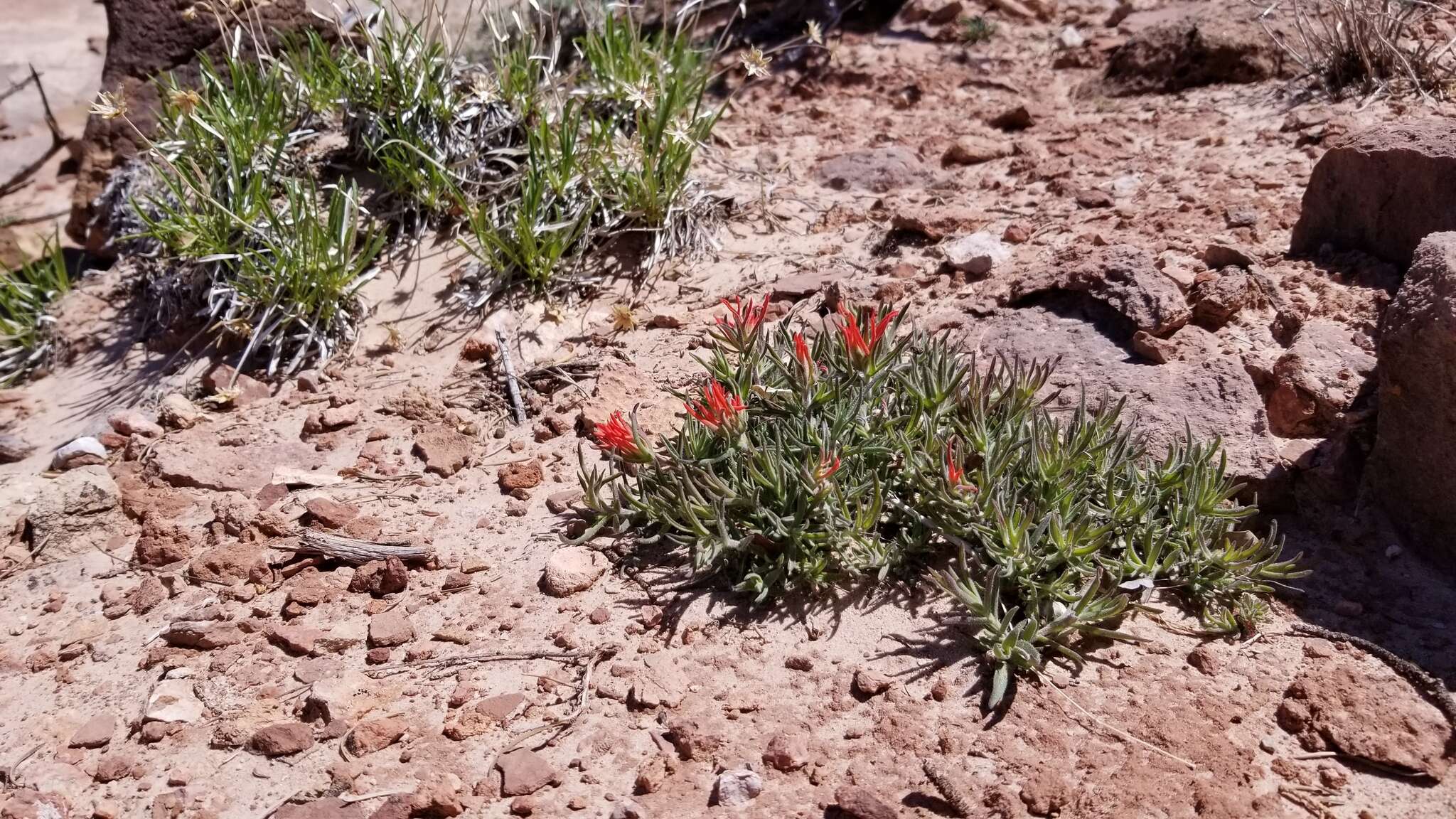 Image de Castilleja scabrida Eastw.