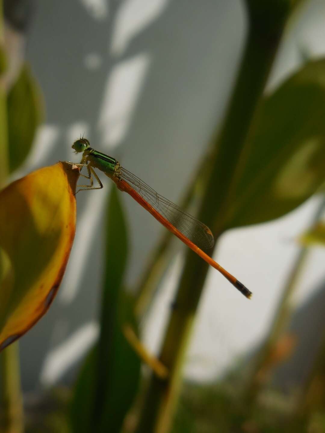 Image of Ischnura rufostigma Selys 1876