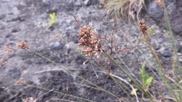 Sivun Fimbristylis dichotoma (L.) Vahl kuva