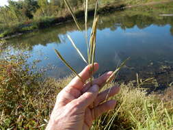 Image of Freshwater Cord Grass