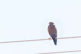 Image of Brown Falcon