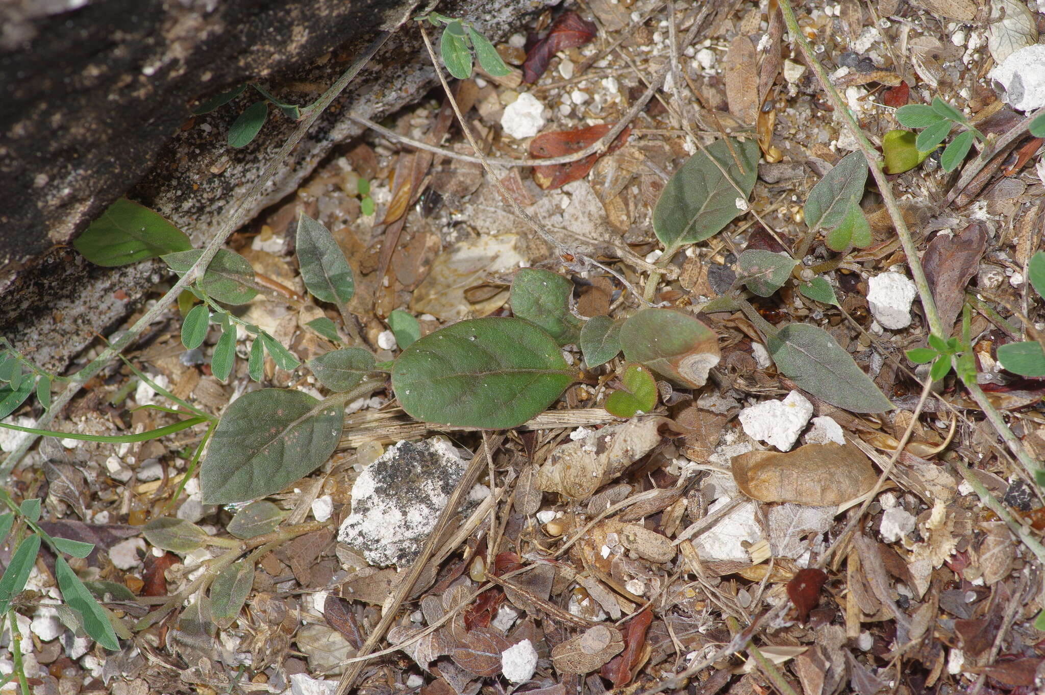 Acleisanthes anisophylla A. Gray resmi