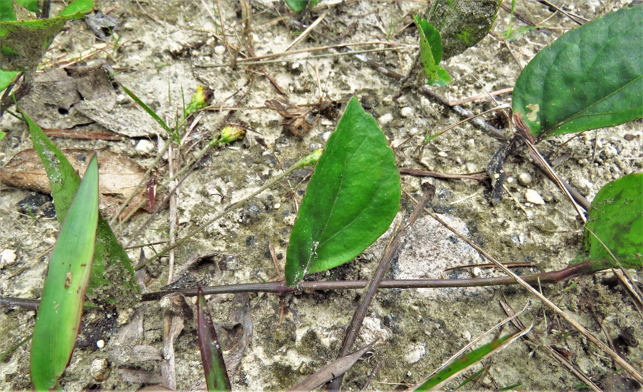 Image of Goldmanella sarmentosa (Greenm.) Greenm.